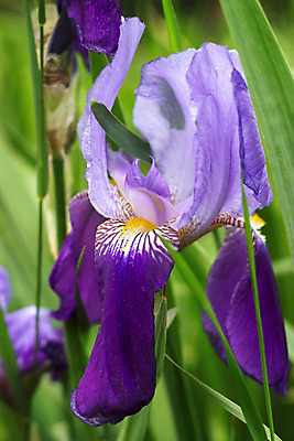 포토 JPG 해외이미지 식물 1 계절 공원 꽃잎 꽃 줄기 백그라운드 잎 꽃무늬 자연 사람없음 장식 초록색 여름 파란색 컬러풀 정원 보라색 봄 벚꽃 신선 개화 닫기 다발 제비꽃 묘사 붓꽃 내추럴 해외202008 해외포토 공공시설 컬러 무늬 모션 생태계 파일형식