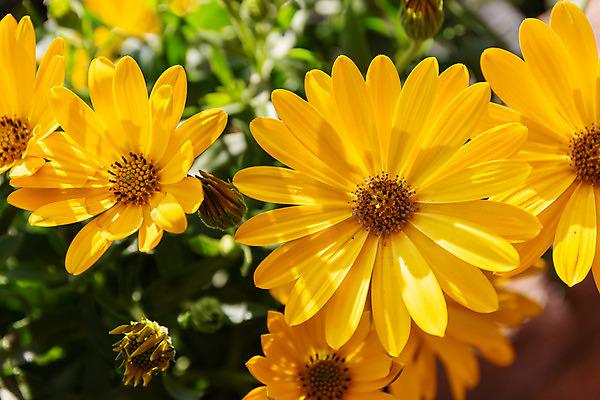 포토 JPG 해외이미지 꽃잎 꽃 사람없음 야외 정원 해외202008 해외포토 식물 파일형식