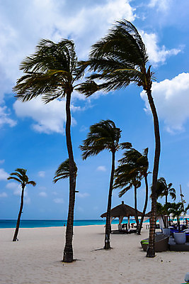 포토 JPG 해외이미지 나무 식물 모래 바다 섬 여행 백그라운드 자연 하늘 휴가 휴식 손바닥 그림자 풍경 사람없음 물 여름 파란색 햇빛 태양 맑음 침묵 시골 휴양지 코코넛 천국 석호 몰디브 이국적 터키석 파라다이스 해외202008 해외포토 자연요소 손 계절 아시아 컬러 컨셉 과일 날씨 소리 장소 보석 생태계 파일형식
