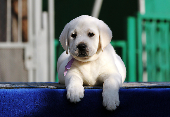 포토 JPG 해외이미지 응시 행복 어린이 놀이 탁자 사람없음 파란색 반려동물 노란색 기쁨 개 리트리버 달콤 강아지 래브라도리트리버 위치 창백 기르기 유래 해외202008 해외포토 동물 시선 감정 컬러 가구 포유류 사람 맛 돌봄 파일형식
