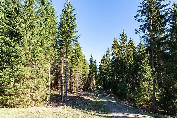 포토 JPG 해외이미지 나무 식물 유럽 길 여행 낙엽 자국 자연 독일 풍경 사람없음 야외 초록색 컬러풀 햇빛 태양 환경 봄 하이킹 소나무 황무지 숲 오솔길 침엽수 삼림지대 해외202008 해외포토 자연요소 계절 나라 컬러 잎 레저 생태계 파일형식