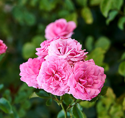 포토 JPG 해외이미지 꽃잎 꽃 사람없음 야외 아웃포커스 장미 정원 원예 해외202008 해외포토 식물 촬영기법 취미 파일형식