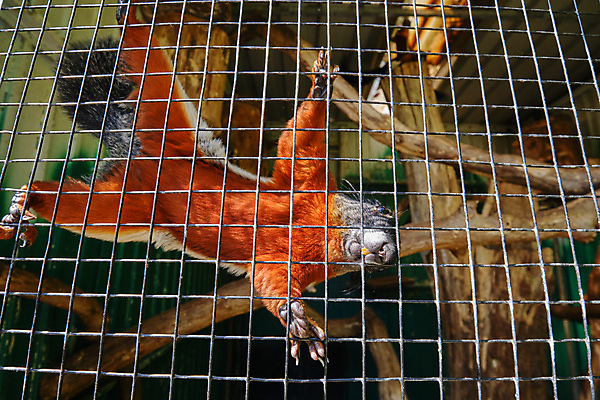 포토 JPG 해외이미지 나무 동물 공원 아시아 야생동물 여행 오렌지 포유류 자연 생물 동물원 동양인 사람없음 야외 빨간색 컬러풀 갈색 검은색 견과류 흰색 나뭇가지 설치류 숲 꼬리 다람쥐 망사 내추럴 해외202008 해외포토 식물 공공시설 나라 컬러 과일 인종 직물 생태계 파일형식