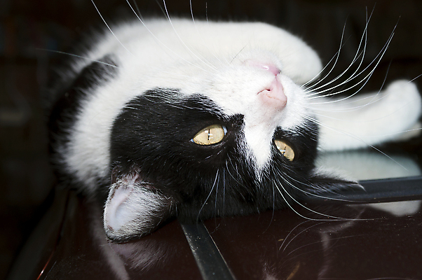 포토 JPG 해외이미지 동물 1 응시 얼굴 백그라운드 포유류 자동차 자연 지붕 털 흑백 사람없음 야외 반려동물 귀여움 검은색 고양이 흰색 관찰 달콤 슛 내추럴 거짓말 혼자 해외202008 해외포토 시선 육상교통 컬러 컨셉 모션 촬영기법 신체부위 맛 생태계 파일형식