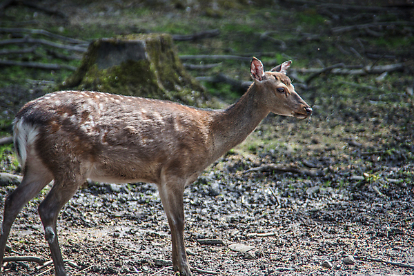 포토 JPG 해외이미지 사슴 털 사람없음 초록색 갈색 방목 반추동물 해외202008 해외포토 컬러 포유류 축산업 파일형식