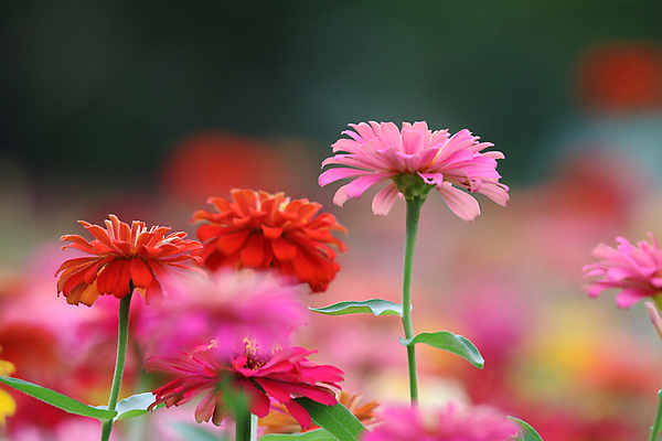 포토 JPG 해외이미지 식물 디자인 공원 꽃잎 꽃 분홍색 백그라운드 꽃무늬 패턴 밭 오렌지 자연 추상 사람없음 야외 장식 빨간색 초록색 컬러풀 노란색 정원 봄 벚꽃 흰색 신선 원형 개화 닫기 큼 해외202008 해외포토 도형 계절 공공시설 컬러 무늬 농업 과일 모션 크기 생태계 파일형식