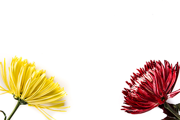 포토 JPG 해외이미지 식물 꽃잎 꽃 꽃다발 잎 꽃무늬 일러스트 자연 국화 발렌타인데이 사람없음 장식 빨간색 초록색 노란색 봄 벚꽃 나뭇가지 개화 체리 데이지 내추럴 고립 해외202008 해외포토 나무 계절 컬러 무늬 과일 데이이벤트 생태계 파일형식