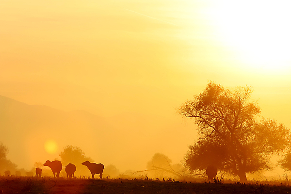 포토 JPG 해외이미지 동물 야생동물 음식 밭 포유류 자연 초식동물 뿔 풍경 초원 사람없음 농경지 머리 일출 환경 가축 힘 일몰 수확 안개 가을 소 역사 군중 방목 들소 심볼 황소 먼지 서쪽 옛날 힘찬 해외202008 해외포토 계절 컨셉 농업 날씨 사람 신체부위 농장 노을 축산업 방향 생태계 파일형식
