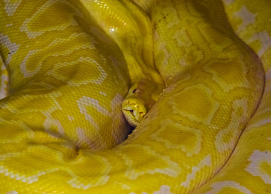 포토 JPG 해외이미지 동물 아시아 얼굴 백그라운드 파충류 종류 동양인 사람없음 반려동물 컬러풀 노란색 머리 검은색 활발 흰색 뱀 변화 큼 인도인 이국적 인기 해외202008 해외포토 외국인 나라 컬러 컨셉 인종 신체부위 크기 파일형식