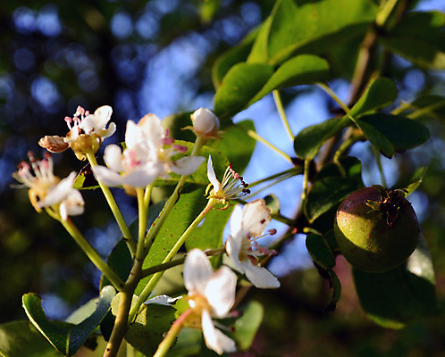 포토 JPG 해외이미지 나무 식물 계절 꽃 음식 줄기 잎 밭 농업 과일 자연 하늘 매달리기 건강 사람없음 야외 초록색 여름 파란색 컬러풀 태양 농장 정원 봄 수확 성장 벚꽃 가을 흰색 나뭇가지 시골 신선 달콤 맛 사과 과수원 유기농 장면 내추럴 숙성 해외202008 해외포토 자연요소 웰빙 산업 컬러 컨셉 모션 생태계 파일형식