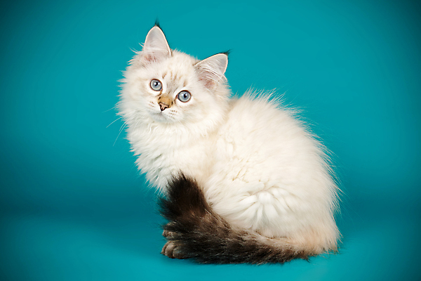 포토 JPG 해외이미지 한마리 사람없음 파란색 반려동물 고양이 해외202008 네바마스커레이드 해외포토 동물 1 컬러 포유류 파일형식