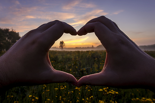 포토 JPG 해외이미지 손 꽃밭 풍경 잔디 신체부위 일몰 풀 감성 손하트 해외202008 해외포토 식물 꽃 컨셉 사람 손짓 노을 파일형식