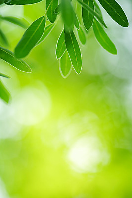 포토 JPG 해외이미지 나무 식물 계절 백그라운드 컨셉 잎 패턴 자연 벽지 추상 잔디 사람없음 초록색 빛 컬러풀 햇빛 태양 우주 환경 정원 맑음 봄 성장 신선 숲 질감 보케 부드러움 내추럴 블러 생태학 카피스페이스 그리너리 효과 해외202008 해외포토 자연요소 교육 컬러 무늬 날씨 공백 감각 생태계 파일형식 트랜드컬러