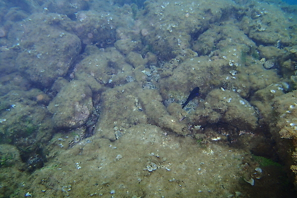 포토 JPG 해외이미지 동물 여행 자연 휴가 바닥 어류 사람없음 수중 잠수부 다이빙 대서양 깊이 동물상 해외202008 해외포토 바다 조형물 수영 수중동물 전문직 생태계 수중스포츠 파일형식