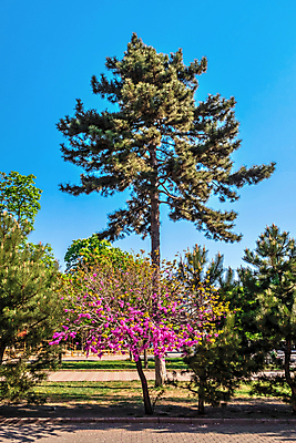 포토 JPG 해외이미지 나무 공원 감정 유럽 도로 여행 백그라운드 벤치 자연 하늘 아침 휴식 파노라마 사람없음 야외 여름 도시풍경 정원 봄 벚꽃 도시 역사 모서리 고독 오솔길 분수 정사각형 기념물 천연기념물 우크라이나 해외202008 해외포토 주간 도형 식물 계절 공공시설 꽃 나라 길 컨셉 의자 교통시설 촬영기법 풍경 생태계 파일형식