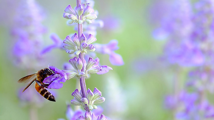포토 JPG 해외이미지 식물 꽃잎 꽃 아시아 줄기 꽃다발 곤충 백그라운드 밭 날개 태국 자연 하늘 바람 사람없음 초록색 여름 정원 보라색 수확 벚꽃 가을 흰색 꽃술 달콤 벌레 핥기 소프트포커스 벌 유연 제비꽃 코스모스 꽃가루 꿀 찌르기 꽃수술 떠남 해외202008 해외포토 자연요소 동물 계절 나라 컬러 농업 모션 날씨 촬영기법 맛 가루 생태계 파일형식
