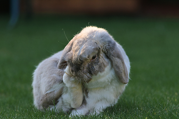 포토 JPG 해외이미지 동물 잎 털 잔디 사람없음 야외 초록색 반려동물 컬러풀 햇빛 정원 회색 흰색 토끼 그늘 모피 귀 솜털 양발 그리너리 해외202008 해외포토 식물 컬러 포유류 신체부위 태양 파일형식 트랜드컬러