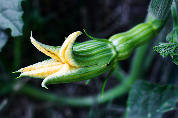 포토 JPG 해외이미지 식물 여자 꽃 농업 과일 호박 사람없음 초록색 노란색 정원 벚꽃 신선 개화 내추럴 조롱박 해외202008 해외포토 산업 컬러 채소 사람 파일형식