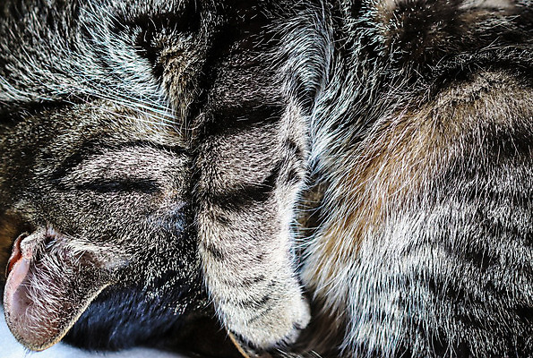 포토 JPG 해외이미지 동물 응시 얼굴 포유류 휴식 수염 주택 털 피곤 사랑 사람없음 내부 반려동물 머리 귀여움 고양이 가축 줄무늬 회색 침대 잠 모피 부드러움 얼룩무늬 솜털 게으름 거짓말 숨기 안락 해외202008 해외포토 시선 감정 컬러 가구 컨셉 무늬 모션 건물 신체부위 감각 파일형식