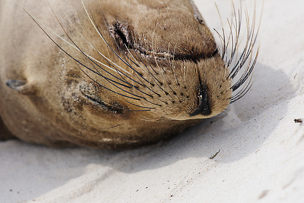 포토 JPG 해외이미지 동물 야생동물 바다 섬 포유류 사람없음 에콰도르 해외202008 해외포토 남아메리카 파일형식