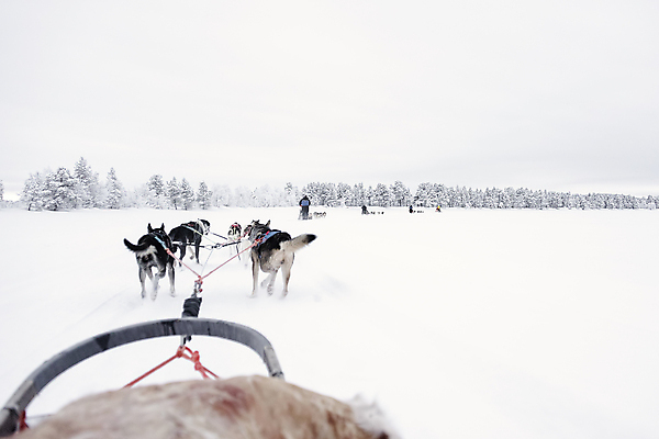 포토 JPG 해외이미지 동물 스포츠 포즈 겨울 자연 스웨덴 노르웨이 핀란드 사람 풍경 사람없음 야외 달리기 냉동 얼음 경쟁 추위 흰색 개 승차 북극 속도 썰매 북쪽 썰매타기 알래스카 송곳니 눈내림 해외202008 해외포토 레이스천 자연요소 계절 유럽 컬러 컨셉 포유류 모션 눈_날씨 북유럽 전통놀이 미국 직물 치아 극지방 방향 생태계 파일형식
