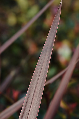 포토 JPG 해외이미지 식물 잎 자연 사람없음 야외 빨간색 갈색 정원 봄 닫기 해외202008 해외포토 계절 컬러 모션 생태계 파일형식