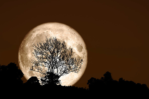 포토 JPG 해외이미지 나무 식물 구름 꽃 실루엣 과학 백그라운드 밭 자연 하늘 산 사람없음 가로 빨간색 빛 강 장미 우주 달러 정원 어둠 침묵 황혼 새벽 우유 달 시골 등불 혈액 야간 저녁 숲 가득함 현상 해외202008 해외포토 자연요소 컬러 돈 농업 조명 유제품 촬영기법 소리 일몰 생태계 파일형식