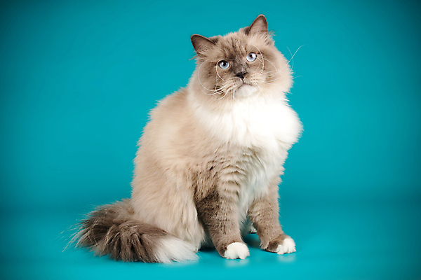 포토 JPG 해외이미지 한마리 사람없음 파란색 반려동물 고양이 해외202008 네바마스커레이드 해외포토 동물 1 컬러 포유류 파일형식