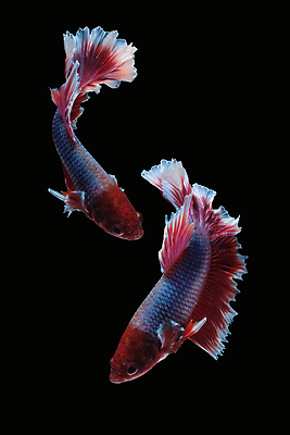 포토 JPG 해외이미지 동물 남자 클리핑패스 포즈 백그라운드 이동 모션 벽지 어류 미술 사람없음 빨간색 물 컬러풀 보라색 검은색 수영 분노 흰색 의식 고급 우아함 자르기 싸움 각도 대리석 모음 라벤더 고립 이국적 해외202008 해외포토 자연요소 꽃 감정 컬러 컨셉 재료 문화예술 사람 한글 수중동물 수상스포츠 허브 파일형식