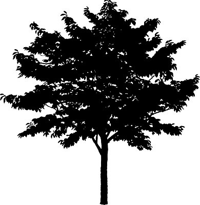 EPS 해외이미지 클립아트 나무 템플릿 공원 실루엣 줄기 낙엽 곡선 일러스트 자연 그림자 야외 그래픽 환경 수확 낙서 큼 스케치 자르기 관목 흰배경 복고 생물학 내추럴 고립 삼림지대 현실 해외202008 해외일러스트 식물 공공시설 교육 선 백그라운드 잎 농업 모션 촬영기법 미술 흰색 숲 크기 생태계 파일형식 벡터