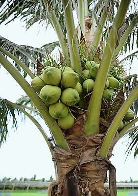 포토 JPG 해외이미지 모양 나무 식물 음식 백그라운드 잎 다이어트 과일 재료 태국 자연 건강 사람없음 야외 초록색 세트 농장 성장 나뭇가지 신선 그룹 소프트포커스 유기농 내추럴 해외202008 해외포토 웰빙 아시아 컬러 농업 촬영기법 생태계 파일형식