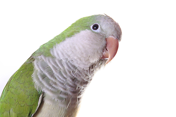 포토 JPG 해외이미지 동물 야생동물 장난 자연 조류 사람없음 초록색 반려동물 컬러풀 미국 흰색 나뭇가지 작음 승려 깃털 꼬리 부리 앵무새 브라질 남쪽 아르헨티나 고립 아마존 이국적 잉꼬 플로리다 해외202008 해외포토 나무 컬러 북아메리카 남아메리카 크기 성직자 방향 생태계 파일형식