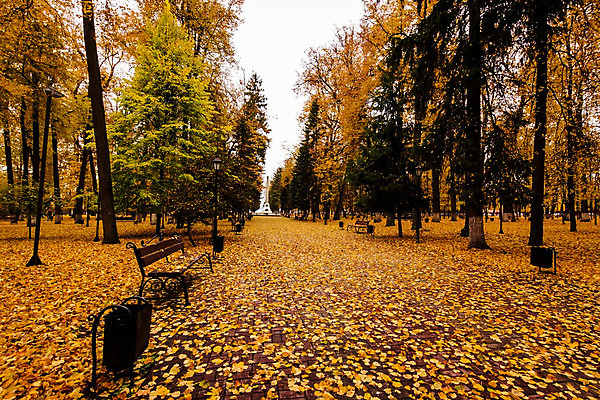 포토 JPG 해외이미지 나무 계절 공원 낙엽 잎 벤치 오렌지 자연 건조 풍경 사람없음 야외 컬러풀 갈색 노란색 환경 맑음 가을 보행로 황금 떨어짐 숲 11월 러시아 장면 10월 내추럴 해외202008 해외포토 식물 공공시설 유럽 길 컬러 컨셉 의자 과일 날씨 날짜 생태계 파일형식