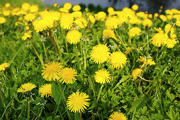 포토 JPG 해외이미지 꽃 잎 풍경 사람없음 야외 민들레 해외202008 해외포토 식물 파일형식