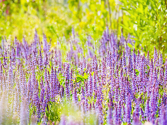 포토 JPG 해외이미지 백그라운드 자연 사람없음 보라색 봄 풀잎 화려 세이지꽃 해외202008 해외포토 계절 꽃 컬러 컨셉 잎 풀_식물 생태계 파일형식