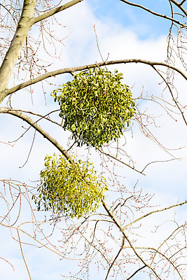 포토 JPG 해외이미지 나무 식물 전통 계절 열매 백그라운드 잎 크리스마스 겨울 자연 휴가 사람없음 장식 초록색 흰색 나뭇가지 축하 신선 12월 앨범 다발 심볼 내추럴 해외202008 해외포토 기념일 컬러 컨셉 날짜 생태계 파일형식