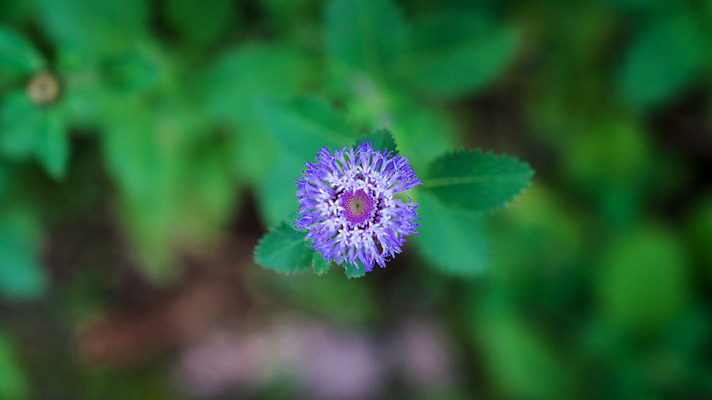 포토 JPG 해외이미지 식물 1 꽃 분홍색 백그라운드 잎 꽃무늬 자연 사람없음 초록색 파란색 정원 보라색 검은색 어둠 봄 벚꽃 흰색 신선 작음 원예 내추럴 고립 많음 해외202008 해외포토 계절 컬러 컨셉 무늬 취미 크기 생태계 파일형식