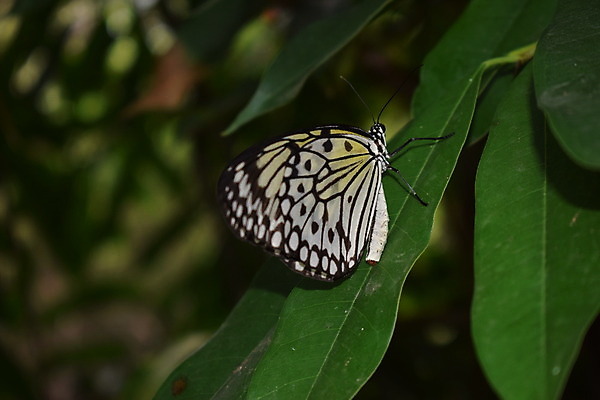 포토 JPG 해외이미지 동물 꽃 야생동물 섬 나비 곤충 백그라운드 잎 꽃무늬 날개 오렌지 자연 실내 사람없음 빨간색 초록색 여름 파란색 컬러풀 농장 정원 검은색 봄 벚꽃 닫기 보케 꿀 고립 동물상 해외202008 해외포토 식물 계절 컬러 무늬 농업 과일 모션 내부 조형물 생태계 파일형식