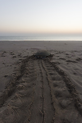 포토 JPG 해외이미지 동물 아시아 야생동물 모래 바다 여행 파충류 자연 아침 휴가 새로움 사람없음 야외 초록색 머리 쌓기 일출 환경 껍질 아기 행운 닫기 거북이 둥지 작음 속도 먼지 멸종 기어가기 땅바닥 어려움 해외202008 해외포토 주간 나라 컬러 컨셉 모션 바닥 사람 신체부위 노을 크기 생태계 파일형식