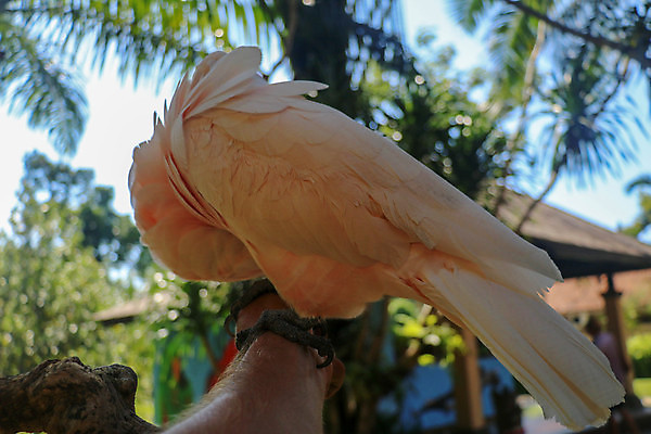 포토 JPG 해외이미지 동물 공원 야생동물 분홍색 백그라운드 날개 오렌지 장난 태국 자연 조류 동물원 앉기 사람없음 반려동물 컬러풀 머리 흰색 닫기 깃털 부리 앵무새 연어 솜털 내추럴 동물상 이국적 잉꼬 해외202008 해외포토 공공시설 아시아 컬러 과일 모션 어류 신체부위 조형물 생태계 파일형식