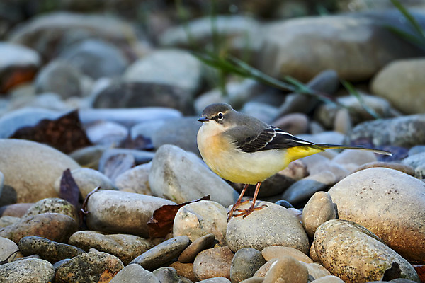 포토 JPG 해외이미지 동물 1 남자 야생동물 날개 포유류 자연 조류 영국 병아리 종류 사람없음 야외 가로 물 빛 강 컬러풀 노란색 환경 사진촬영 회색 오픈 개울 둥지 고래 깃털 만족 싱글 꼬리 부리 서식지 내추럴 동물상 수유 해외202008 해외포토 자연요소 감정 유럽 컬러 사람 조형물 촬영 수중동물 생태계 파일형식
