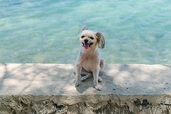 포토 JPG 해외이미지 한마리 바다 여행 앉기 사람없음 야외 반려동물 개 해외202008 해외포토 동물 1 포유류 모션 파일형식