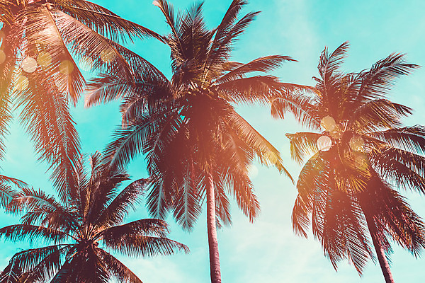 포토 JPG 해외이미지 나무 식물 디자인 계절 실루엣 모래 바다 분홍색 섬 여행 백그라운드 잎 패턴 자연 하늘 휴가 손바닥 풍경 사람없음 야외 빨간색 초록색 물 여름 파란색 빛 태양 노란색 우주 맑음 일몰 봄 수확 흰색 달콤 질감 하와이 코코넛 내추럴 고립 마이애미 해외202008 해외포토 자연요소 손 컬러 무늬 농업 과일 날씨 촬영기법 노을 미국 맛 생태계 파일형식