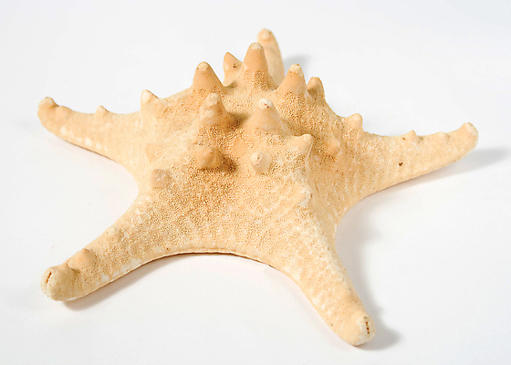 포토 JPG 해외이미지 동물 별 무기 바다 백그라운드 자연 불가사리 항해 사람없음 흰색 척추 생물학 기념품 5 팔 내추럴 고립 해외202008 해외포토 자연요소 교육 컬러 배_교통 극피동물 뼈 신체부위 숫자 오브젝트 생태계 파일형식