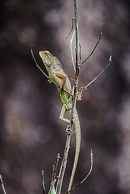포토 JPG 해외이미지 동물 야생동물 자연 사람없음 용 도마뱀 카멜레온 해외202008 해외포토 파충류 생태계 파일형식