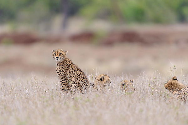 포토 JPG 해외이미지 동물 야생동물 포유류 아프리카 자연 국립공원 초원 사람없음 고양이 힘 자녀 아기 점 작음 사파리 언덕 속도 사냥 육식동물 사냥꾼 케냐 서식지 내추럴 나미비아 마사이족 세렝게티 탄자니아 해외202008 해외포토 직업 공원 나라 사람 반려동물 크기 생태계 남아프리카 파일형식