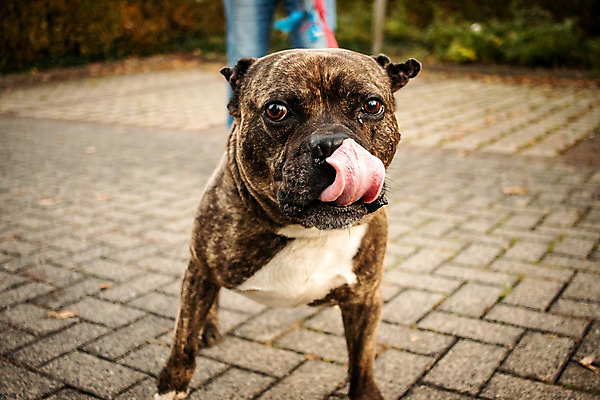 포토 JPG 해외이미지 동물 응시 남자 포즈 경비 안전 사람 사람없음 야외 울타리 반려동물 검은색 대립 분노 오픈 입 수비 양치기 개 치아 보호 위험 공격 보안 나무껍질 조심 토막 송곳니 나쁜 공격적 유래 총구 해외202008 포악 해외포토 나무 직업 시선 감정 컬러 컨셉 포유류 모션 신체부위 담장 껍질 소화기관 파일형식