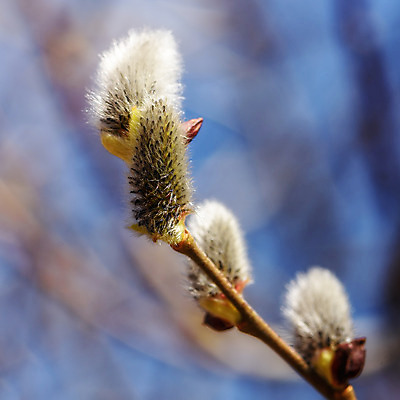 포토 JPG 해외이미지 나무 식물 계절 꽃 자연 하늘 부활절 사람없음 파란색 노란색 봄 벚꽃 흰색 나뭇가지 버드나무 솜털 해외202008 해외포토 기념일 컬러 생태계 파일형식