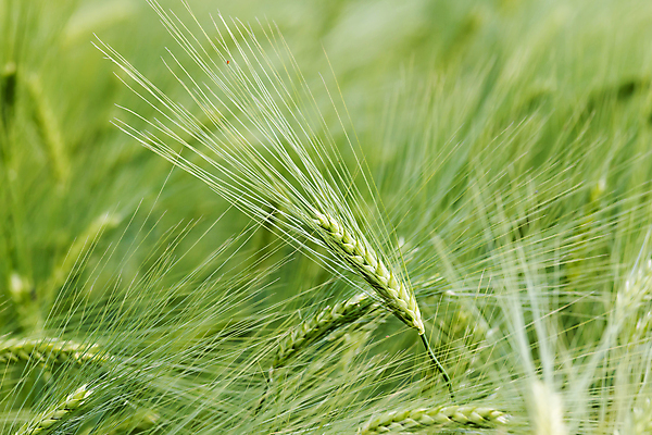 포토 JPG 해외이미지 식물 계절 음식 빵 줄기 백그라운드 밭 농업 자연 건조 건강 씨앗 사람없음 농작물 농장 식사 수확 성장 흰색 시골 황금 낟알 시리얼 밀 굽기 유기농 알맹이 보리 귀 장면 밀짚 내추럴 밭일 숙성 호밀 해외202008 해외포토 웰빙 산업 컬러 곡류 신체부위 짚 구이 생태계 파일형식