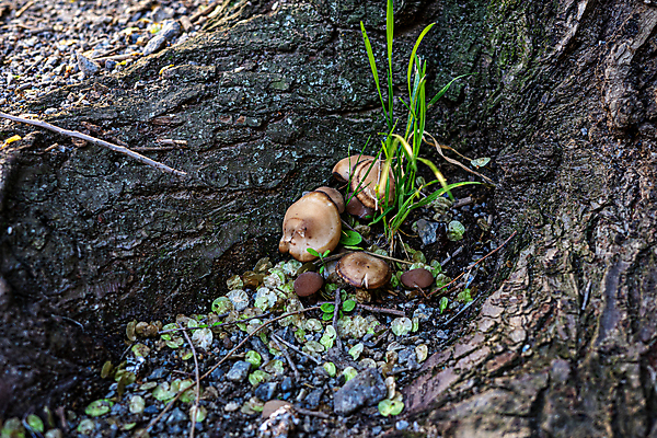 포토 JPG 해외이미지 나무 가족 사람없음 버섯 성장 파편 숲 큼 날것 뿌리 채식주의자 해외202008 해외포토 식물 관계 크기 채식 파일형식